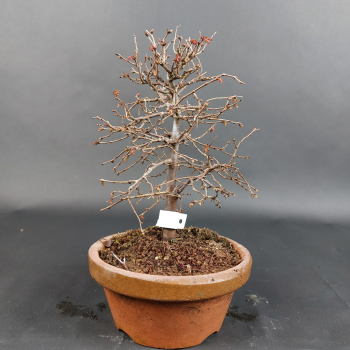 Preview: Bonsai - Zelkova Serrata, Shohin