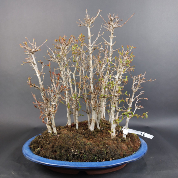 Bonsai - Dreispitzahorn, Acer Buergerianum Forest