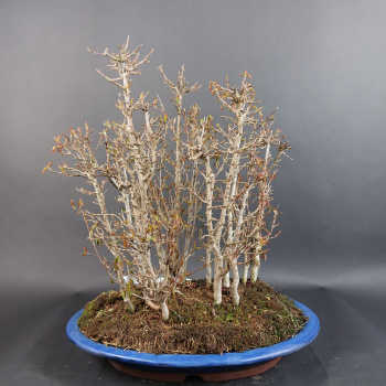 Preview: Bonsai - Dreispitzahorn, Acer Buergerianum Forest