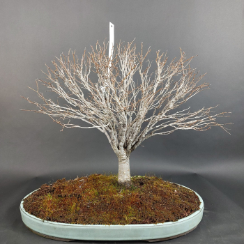 Bonsai - Zelkova Serrata