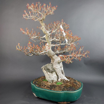 Bonsai - Dreispitzahorn, Acer Buergerianum Rock