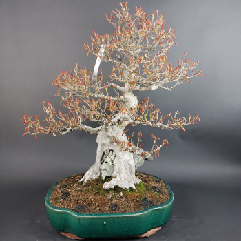 Preview: Bonsai - Dreispitzahorn, Acer Buergerianum Rock
