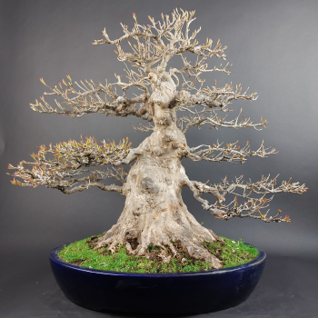 Bonsai - Dreispitzahorn, Acer Buergerianum