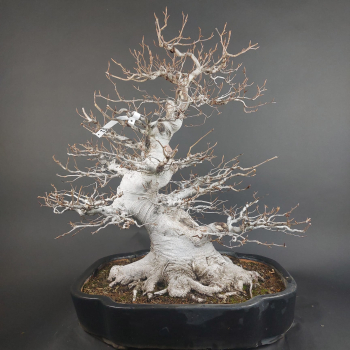 Bonsai - Kerbbuche, Fagus Crenata, Japan