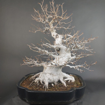 Preview: Bonsai - Kerbbuche, Fagus Crenata, Japan