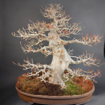Preview: Bonsai - Dreispitzahorn, Acer Buergerianum
