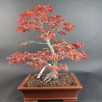 Preview: Bonsai - Fächerahorn, Acer Palmatum Benichidori Seedling