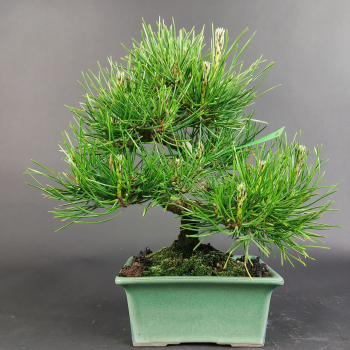 Preview: Bonsai - Pinus Thunbergii, Schwarzkiefer, Shohin, Japan