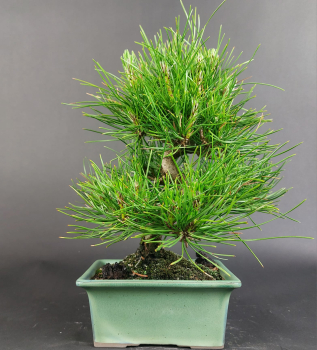 Preview: Bonsai - Pinus Thunbergii, Schwarzkiefer, Shohin, Japan