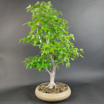 Bonsai - Dreispitzahorn, Acer Buergerianum