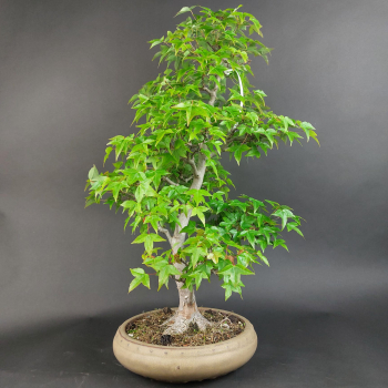 Preview: Bonsai - Dreispitzahorn, Acer Buergerianum