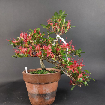 Preview: Bonsai - Jap. Satsuki Azalee, Chojuho, Rarität