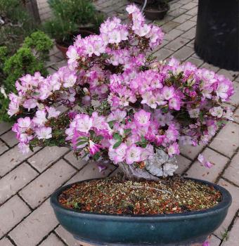 Preview: Bonsai - Jap. Satsuki Azalee, Miyamamangetsu