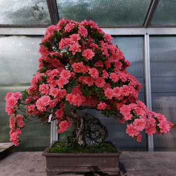 Bonsai - Jap. Satsuki Azalee, Komane