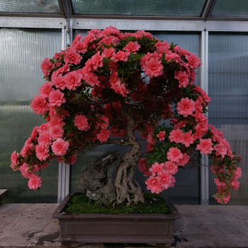 Preview: Bonsai - Jap. Satsuki Azalee, Komane