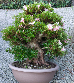 Preview: Bonsai - Jap. Satsuki Azalee, Nyohozan
