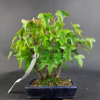 Bonsai - Dreispitzahorn, Acer Buergerianum Shohin