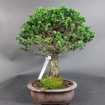 Bonsai - Scheinzypresse, Chamaecyparis obtusa Sekka Hinoki