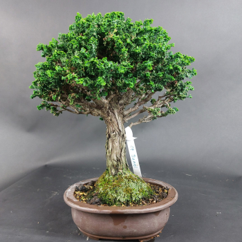 Preview: Bonsai - Scheinzypresse, Chamaecyparis obtusa Sekka Hinoki