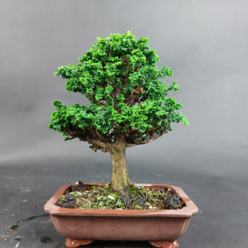 Bonsai - Scheinzypresse, Chamaecyparis obtusa Sekka Hinoki Shohin