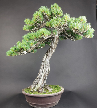 Bonsai - Mädchenkiefer, Pinus Pentaphylla, Japan