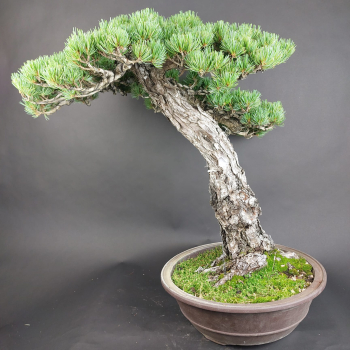 Preview: Bonsai - Mädchenkiefer, Pinus Pentaphylla, Japan