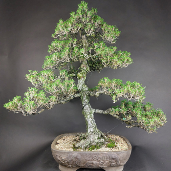 Bonsai - Schwarzkiefer, Pinus Thunbergii Kotobuki, Japan