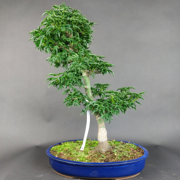 Bonsai - Löwenkopfahorn, Acer Palmatum Shishigashira