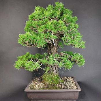 Preview: Bonsai - Schwarzkiefer, Pinus Thunbergii, Japan