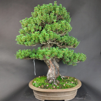 Preview: Bonsai - Mädchenkiefer, Pinus Pentaphylla Zuisho, Japan