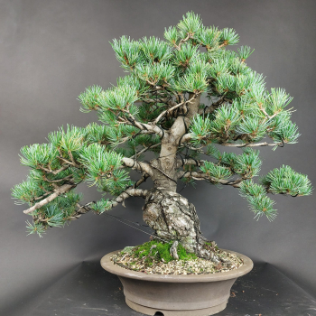 Bonsai - Mädchenkiefer, Pinus Pentaphylla, Japan
