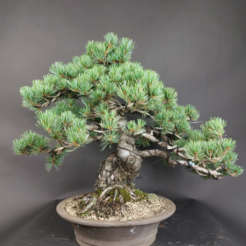 Preview: Bonsai - Mädchenkiefer, Pinus Pentaphylla, Japan
