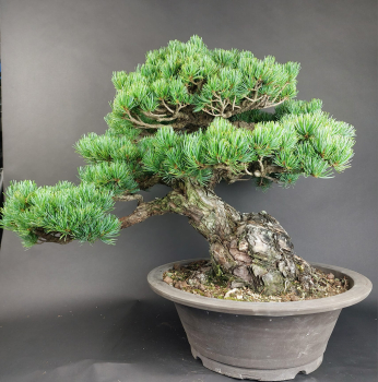 Preview: Bonsai - Mädchenkiefer, Pinus Pentaphylla, Japan