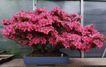 Bonsai - Jap. Satsuki Azalee, Osakazuki Floß