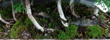 Preview: Bonsai - Wacholder, Juniperus Chinensis, Floß