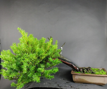 Preview: Bonsai - Jap. Eibe, Taxus Cuspidata
