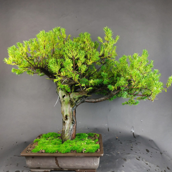 Bonsai - Jap. Eibe, Taxus Cuspidata