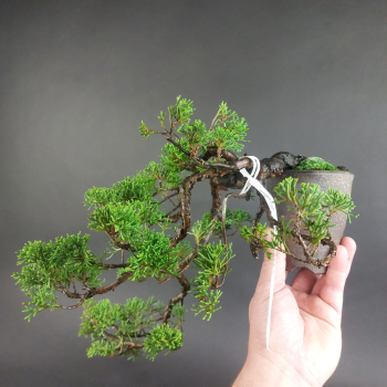 Preview: Bonsai - Wacholder, Juniperus Chinensis, Japan