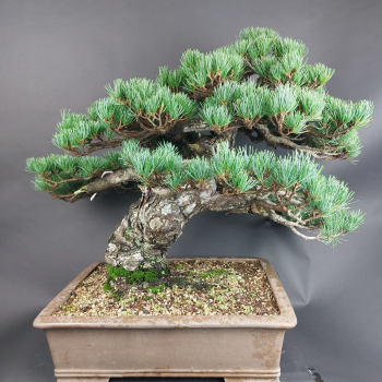 Preview: Bonsai - Mädchenkiefer, Pinus Pentaphylla, Japan