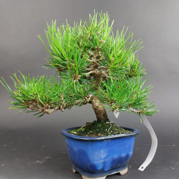 Bonsai - Pinus Thunbergii, Schwarzkiefer, Shohin, Japan