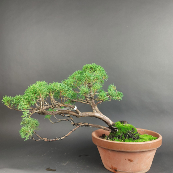 Preview: Bonsai - Wacholder, Juniperus Chinensis