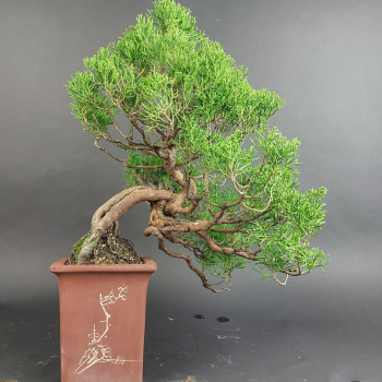 Preview: Bonsai - Wacholder, Juniperus Chinensis, Japan