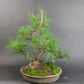 Preview: Bonsai - Schwarzkiefer, Pinus Thunbergii, Japan