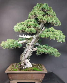 Bonsai - Mädchenkiefer, Pinus Pentaphylla, World Bonsai Convention, Saitama