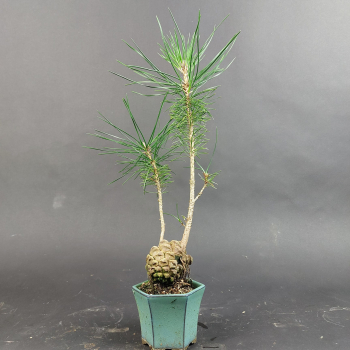Preview: Bonsai - Schwarzkiefer, Pinus Thunbergii, Japan