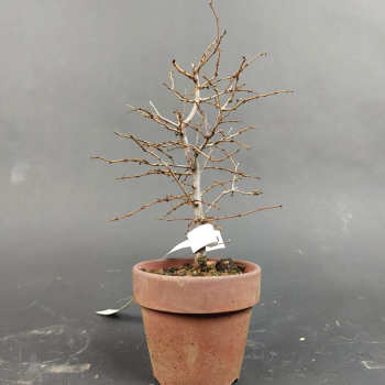Bonsai - Zelkova Serrata, Shohin