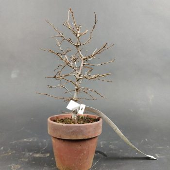 Preview: Bonsai - Zelkova Serrata, Shohin
