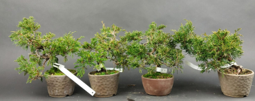 Preview: Bonsai - Wacholder, Juniperus Chinensis Shohin, Japan, Preis pro Stück/Pflanze