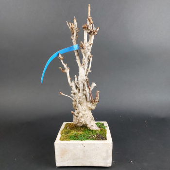 Preview: Bonsai - Ginkgo Biloba, Japan