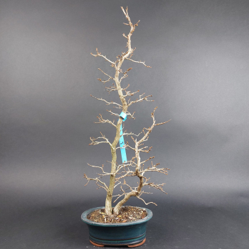 Bonsai - Hainbuche, Carpinus Laxiflora, Japan